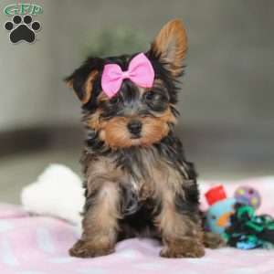 Bella, Yorkie Puppy